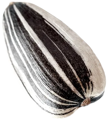 смугасте насіння сонячника